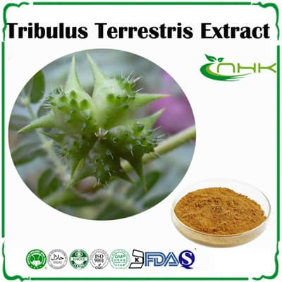 Herb tribulus terrestris extract  saponins